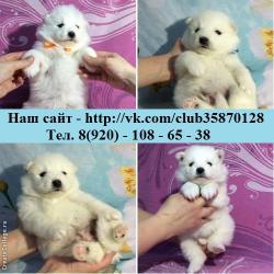 Красивые самоедские щеночки от заводчика