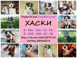 Красивые щеночки хаски мальчики и девочки
