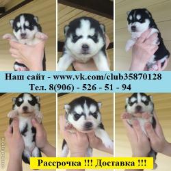 Хаски с документами Хаски с документами