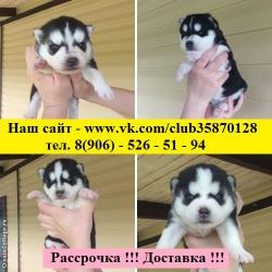 элитные хасята