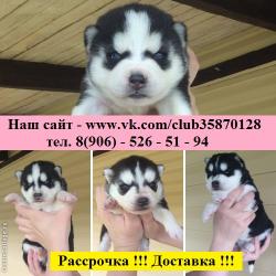 яркие красавчики