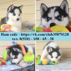 невероятно милые хаски