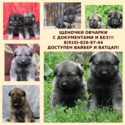 Щенята овчарки - немцы и восточники недорого