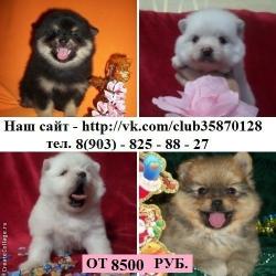 померанские шпицы девочки и мальчики