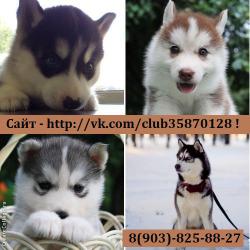 Хаски для вязки и щеночки для продажи