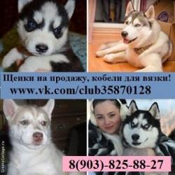 Хаски кобели для вязки, щеночки на продажу