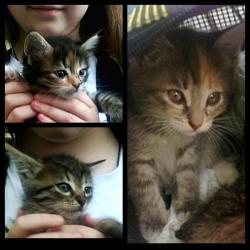 котятам очень нужен дом