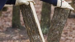 Дубовые дрова колотые