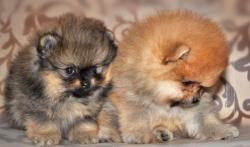 Щенки шпица 1 мес