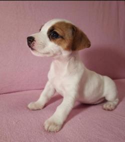 Джек Рассел терьер щенок