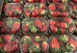 Продам клубнику оптом и в розницу
