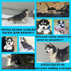 Вязка хаски и щеночки в продаже