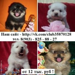 Красивые померанцы недорого