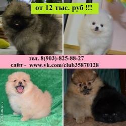 Шпицы чистокровные и миксики