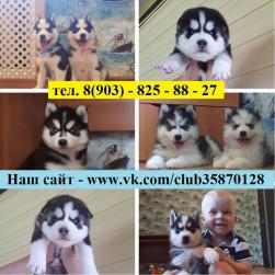 Яркие черно-белые щенки хаски