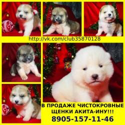 Чистокровные акита-ину