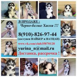 Красивые малыши щеночки хаски