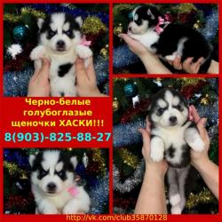 Красавчики сибирские хаски