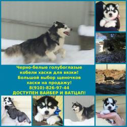 Красивые яркие кобелечки хаски для вязки Красивые яркие кобелечки хаски для вязки