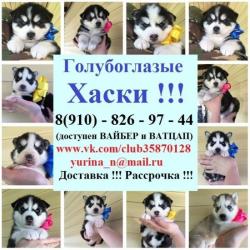 сибирские щенята