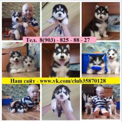 Яркие крупные щенки хаски Яркие крупные щенки хаски