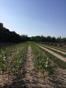 Продаем сеянцы березы повислой.
