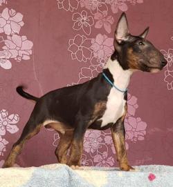 Щенки миниатюрного Бультерьера