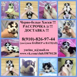 Яркие малыши хаски