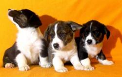 Щенки Вельш корги кардиган, активные, игривые