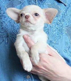 Чихуахуа из питомника РКФ
