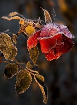 Оператор на телефон в команду Оператор на телефон в команду