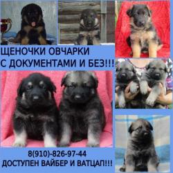 чистокровные щеночки овчарки восточники и немцы