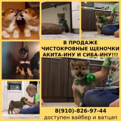 Чистопородные акита-ину и сиба-ину