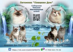 Котята Невской маскарадной кошки