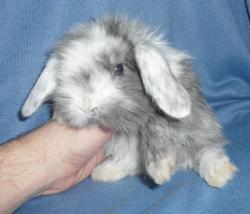 У нас шикарный выбор вислоухих ушастых кроликов