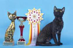 порода кошек уральский рекс