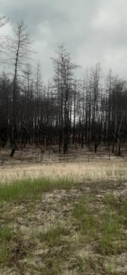 Кругляк горельник, сухостой.