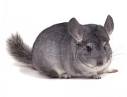 Бизнес шиншилла, рассрочка до 50%