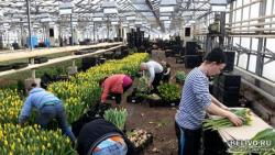 Разнорабочий в евротеплицу