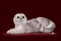 Продажа шотландских вислоухих котят