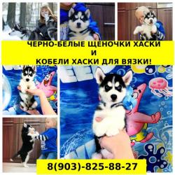 Яркие черно-белые малыши хасята