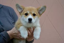 Высокопородный щенок Вельш Корги Пемброк