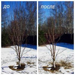 Обрезка плодовых деревьев Ивантеевка — Пушкино — Щёлково