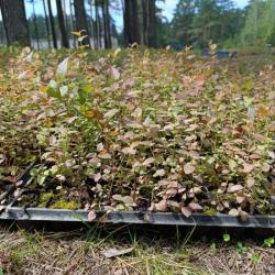 Cаженцы голубики 10-15см, оптом,доставка