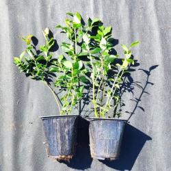 Саженцы голубики 30-50см,оптом, доставка