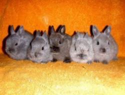 карликовые кролики