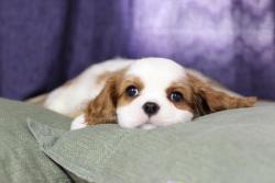 Щенки Кавалер кинг Чарльз спаниеля от пары чемпионов