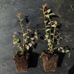 Саженцы голубики 1г, оптом ,доставка