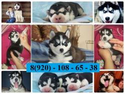 Красивые яркие  щеночки хаски