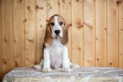 Щенки породы Бигль